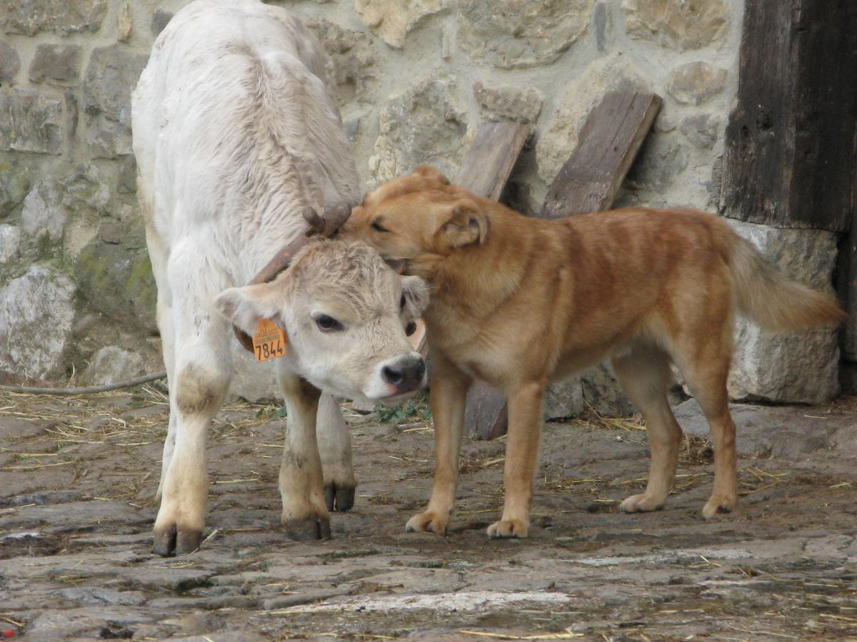 La Posada De Cucayo Dobres Zewnętrze zdjęcie